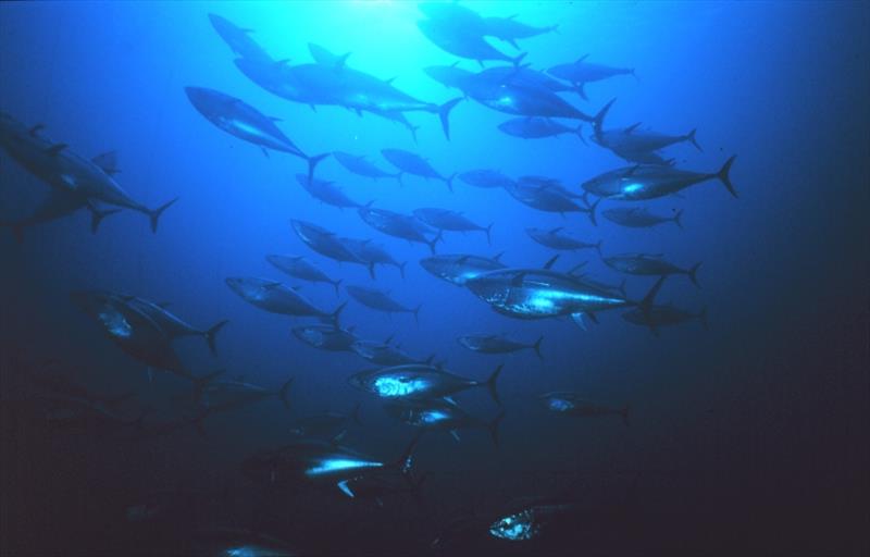 Pacific Bluefin Tuna photo copyright NOAA Fisheries taken at  and featuring the Fishing boat class