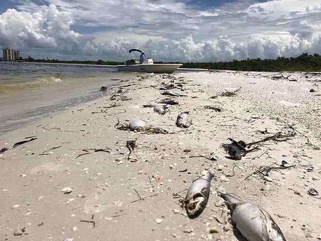 Bob Wasno, a marine biologist with the Florida Gulf Coast University, docks his boat on a beach in Bonita Springs, Florida, on August 14, 2018, where hundreds of dead fish washed up killed by red tide photo copyright Gianrigo Marletta / AFP / Getty Images taken at  and featuring the Fishing boat class