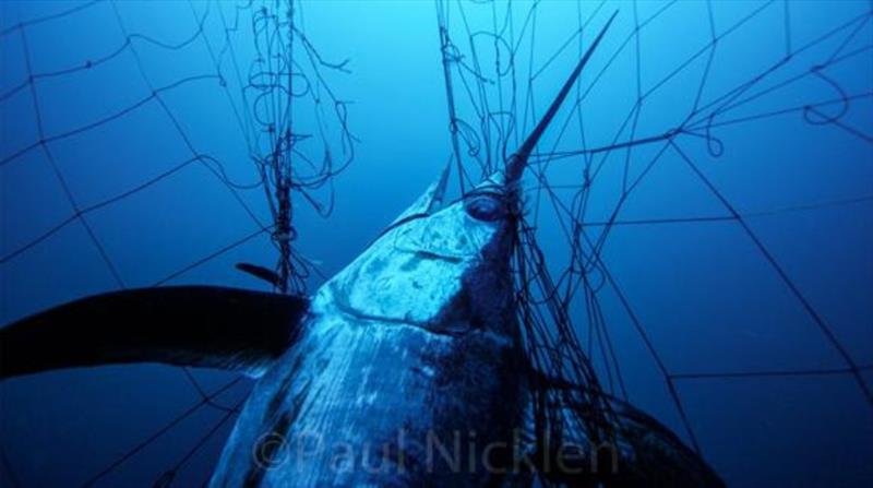 Phasing out destructive drift gill nets photo copyright Paul Nicklen taken at  and featuring the Fishing boat class