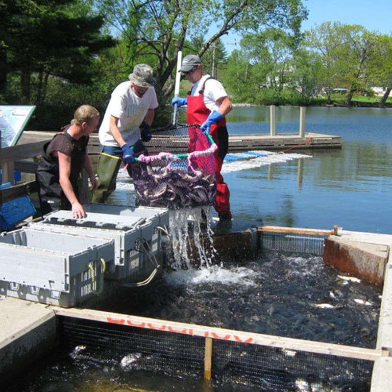 Local fisherman harvesting sea-run fish for bait at Vassalboro Pond in the Sebasticook River watershed photo copyright NOAA Fisheries taken at  and featuring the Fishing boat class
