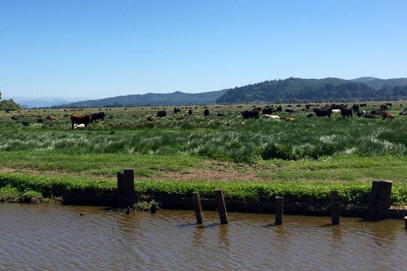 Cows grazing on land that will be transformed to fish habitat in the winter. - photo © NOAA Fisheries