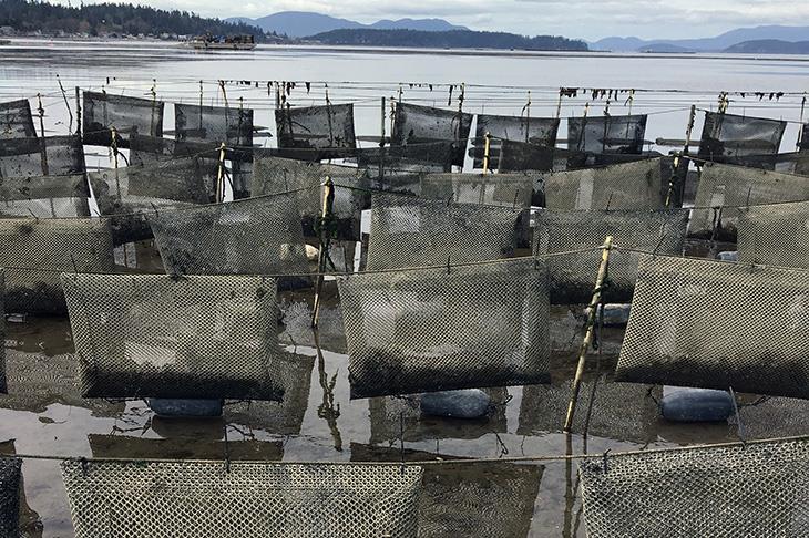 Pacific Oysters growing in flip bags at Taylor Shellfish farm in Samish Bay, WA - photo © NOAA Fisheries