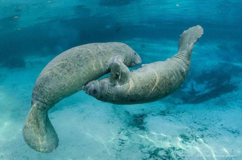 Manatees return to South Florida's waterways photo copyright Southern Boating taken at  and featuring the Fishing boat class