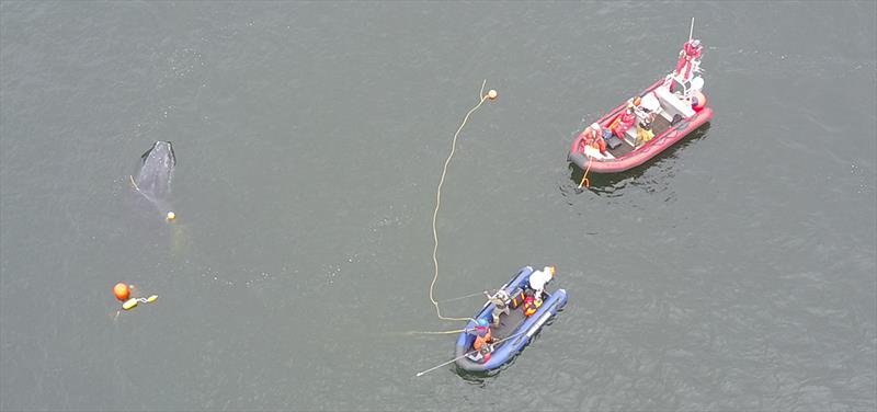 In this aerial photo taken by a drone, disentanglement teams work to free a 25-foot long humpback whale entangled in fishing gear. The whale is visible on the left and the crew in the blue boat is attempting to access the lines to cut the whale free. - photo © Ben Lester/NOAA Fisheries, NOAA Fisheries MMHSRP Permit# 18786-01