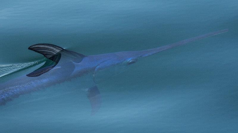 Swordfish like this one, sunning itself off the coast of Ventura, Calif. have traditionally been caught in drift gillnets. But ocean activists say the method is unsustainable because it captures too many other sea creatures photo copyright Douglas Klug / Getty Image taken at  and featuring the Fishing boat class