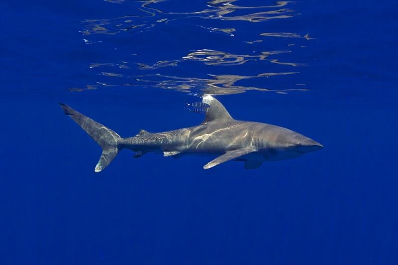 Oceanic whitetip sharks are an important component of a healthy pelagic ecosystem and make up a large portion of the shark bycatch in commercial and artisanal tuna fisheries worldwide photo copyright Mark Royer taken at  and featuring the Fishing boat class