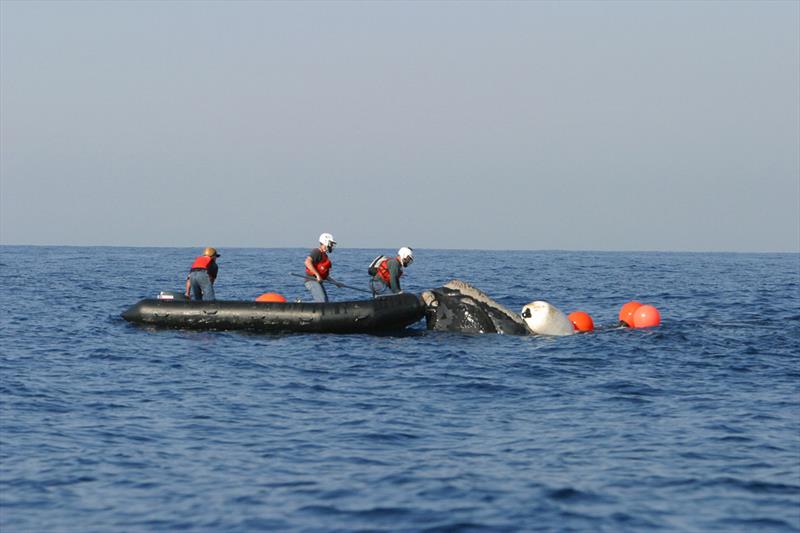 Florida Fish and Wildlife Commission partners disentangle a North Atlantic right whale NOAA MMHSRP Permit 18786  photo copyright NOAA Fisheries taken at  and featuring the Fishing boat class