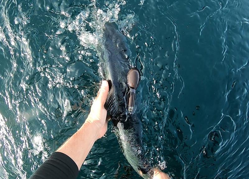 Releasing a tagged salmon photo copyright NOAA Fisheries taken at  and featuring the Fishing boat class