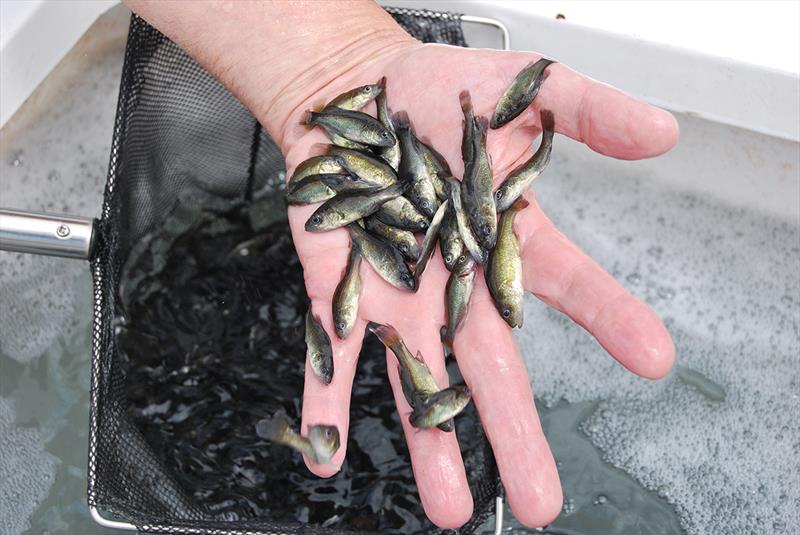 Native fish stocking. Fish in hand photo copyright Deb J Banks taken at  and featuring the Fishing boat class