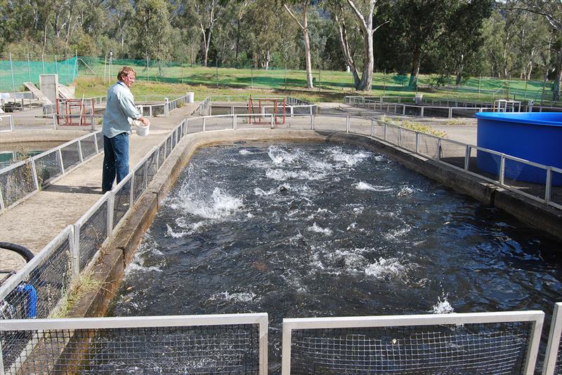 Trout being fed - welcome to snobs chapter photo copyright Deb J Banks taken at  and featuring the Fishing boat class