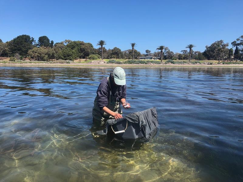 King George whiting set to boom in Port Phillip Bay photo copyright Justine Severin taken at  and featuring the Fishing boat class