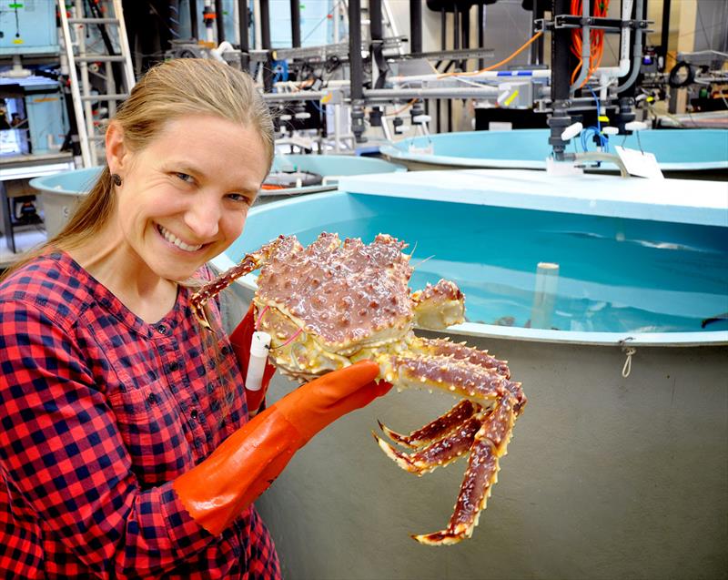 NOAA Fisheries scientist Leah Zacher tests a trial tag on a female red king crab photo copyright NOAA Fisheries taken at  and featuring the Fishing boat class