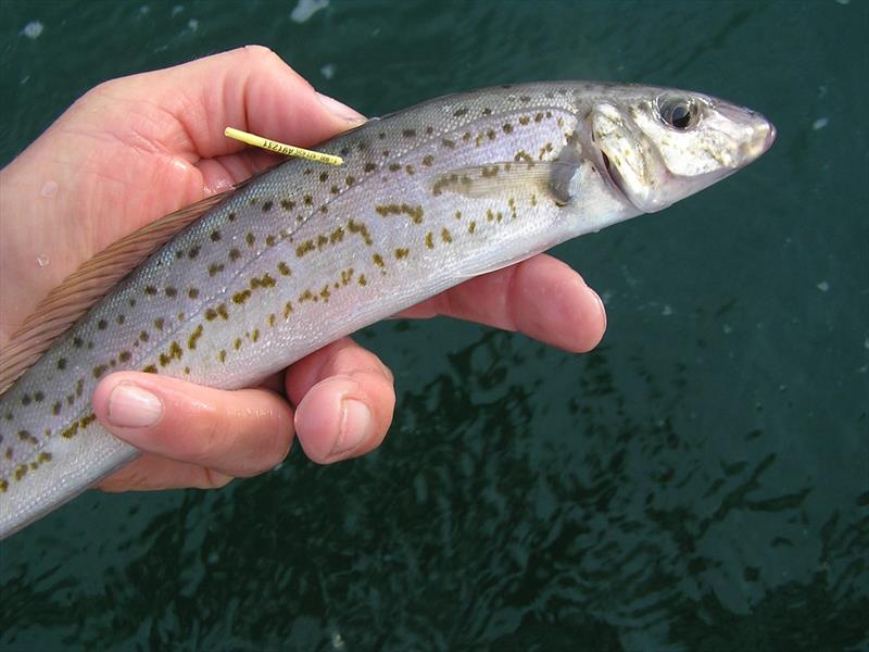 Citizen scientists tracking King George whiting movements photo copyright Marc B Ainsworth taken at  and featuring the Fishing boat class