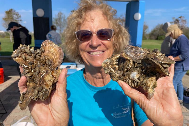 An oyster gardener showing growth of new oysters - photo © Galveston Bay Foundation