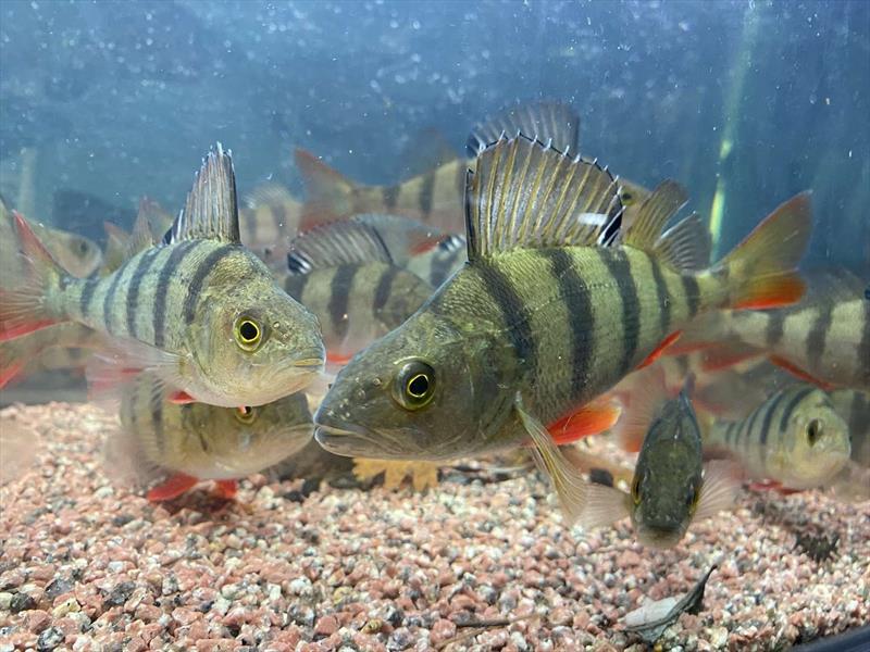Redfin Perch found in Huon Valley - photo © Spot On Fishing Hobart