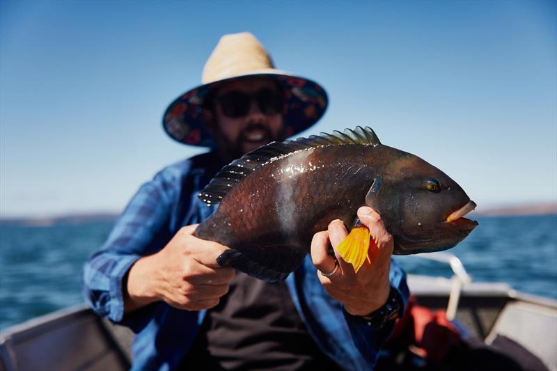 Many a big blue-throat have fooled anglers into thinking they have a snapper on! - photo © Spot On Fishing Hobart