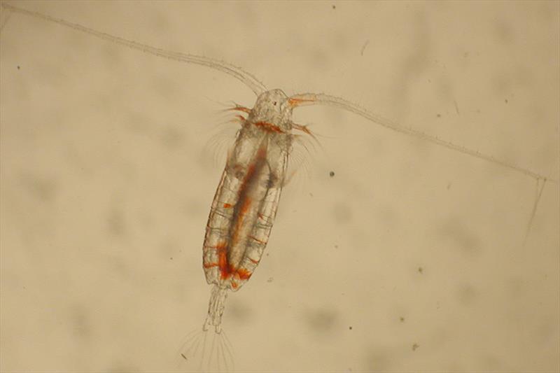 Copepod. Lipid (fat) stores are visible as a clear bubble within the body photo copyright NOAA Fisheries taken at  and featuring the Fishing boat class