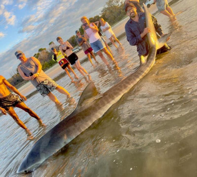 Crowds gather when sharks this big are hauled up on a public beach - photo © Fisho's Tackle World