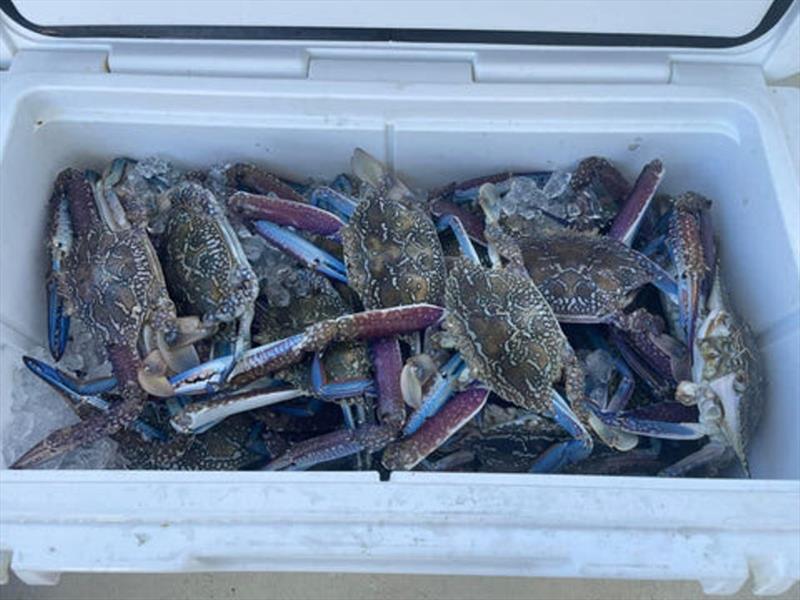 Sand crabs are still readily available when the weather permits. Bag limits are easily achieved in the right spots - photo © Fisho's Tackle World