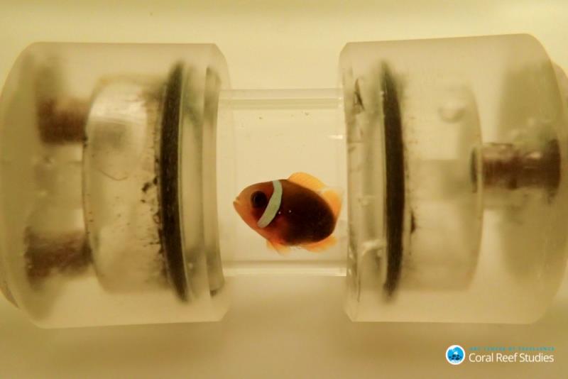 Anemonefish in respirometry chamber photo copyright ARC CoE for Coral Reef Studies / Sybille Hess taken at 