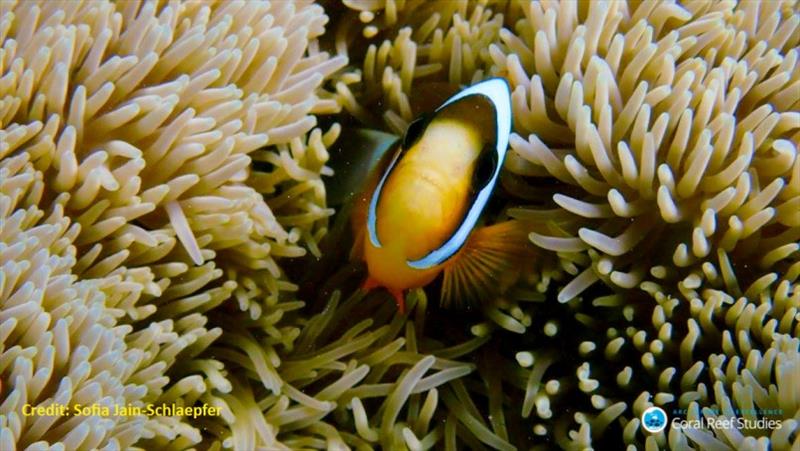 Anenome fish - photo © ARC CoE for Coral Reef Studies / Sofia Jain Schlaepfer