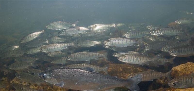A school of juvenile coho salmon. - photo © Alaska Sea Grant