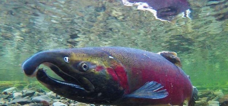 Coho salmon spawning on the Salmon River in northwestern Oregon. - photo © Bureau of Land Management