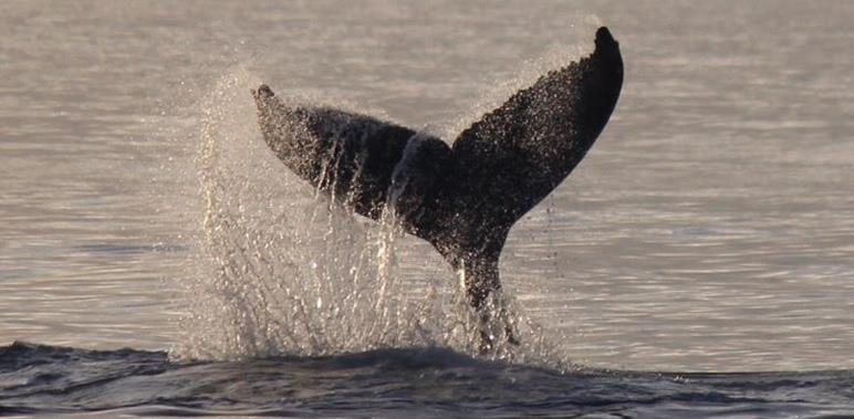 Mid-Atlantic boaters: Watch out for whales! - photo © Taryn Paul, Virginia Aquarium and Marine Science Center