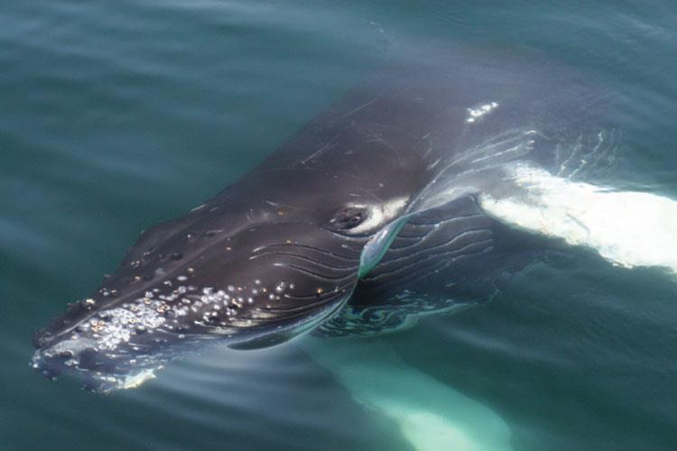 Mid-Atlantic boaters: Watch out for whales! photo copyright Whale and Dolphin Conservation taken at 