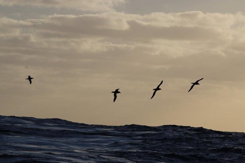 Birds skimming the water at sunset - photo © NOAA Fisheries