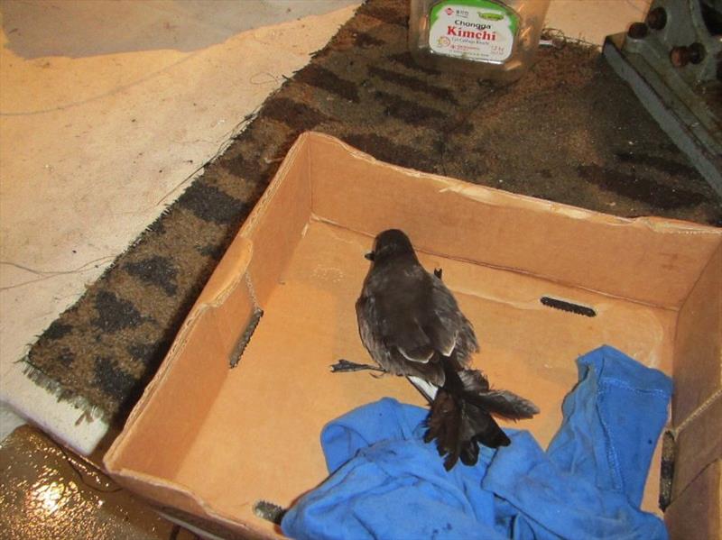 Storm petrel recovering in a shallow box on the deck of the fishing vessel photo copyright NOAA Fisheries taken at 