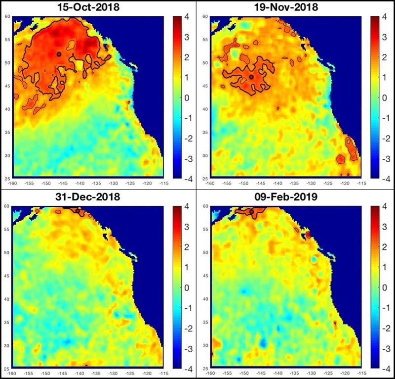 After the “warm blob” of 2014-2016, NOAA Fisheries researchers developed criteria to identify and track marine heatwaves. This helped NOAA Fisheries track a large and intense, but short-lived marine heatwave in late 2018 photo copyright NOAA Fisheries taken at 