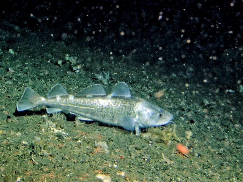 A Pacific cod found in the Bering Sea photo copyright NOAA Fisheries taken at 