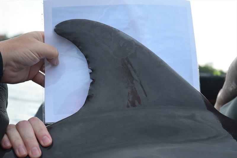 Biologists use dorsal fins to identify dolphins photo copyright NOAA Fisheries taken at 