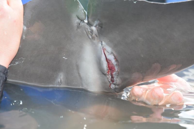 Dolphin tale with injury from fishing line photo copyright NOAA Fisheries taken at 