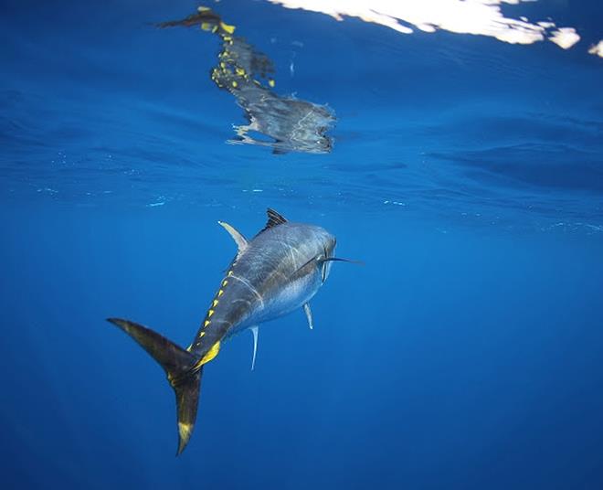 Tuna Champions - photo © DPIPWE Fishing