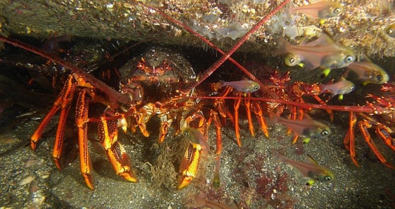 RockLobster photo copyright DPIPWE Fishing taken at 