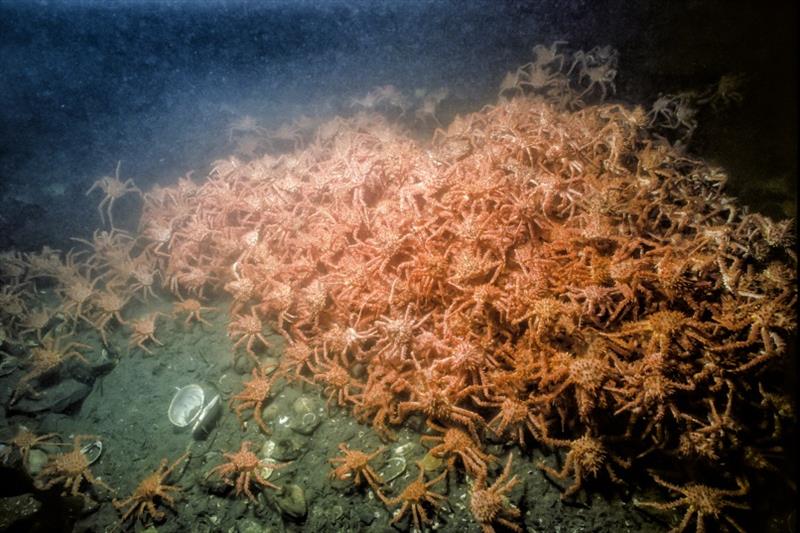 Podding Red Crabs photo copyright NOAA Fisheries taken at 