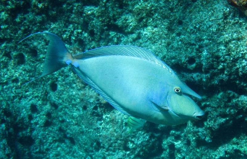 Tataga' or bluespine unicornfish (Naso unicornis) is a shallow-water reef fish found around Guam. This species of unicornfish is important in artisanal and commercial fisheries throughout the Pacific Islands. - photo © NOAA Fisheries / Kevin Lino