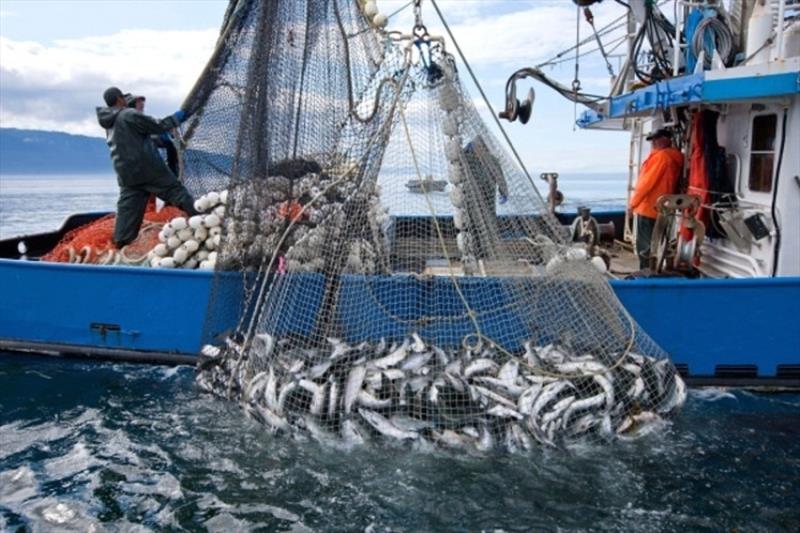Hauling in the catch, Pacific Ocean photo copyright NOAA Fisheries taken at 