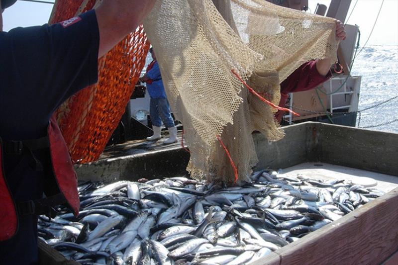 Hauling in the catch, Pacific Ocean photo copyright NOAA Fisheries taken at 