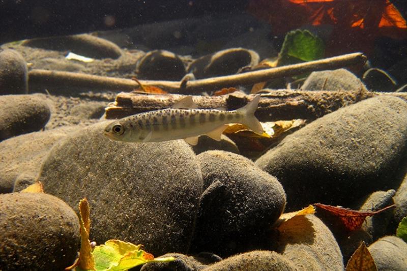 The Skokomish estuary serves as important nursery habitat for juvenile chinook salmon, among other species. - photo © NOAA Fisheries