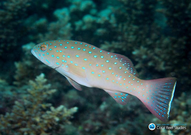 The coral trout (Plectopomus maculatus) photo copyright Phil Woodhead, Wet Image Underwater Photograph taken at 