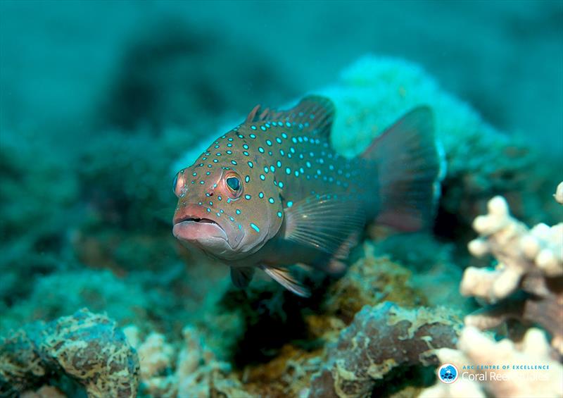 The coral trout (Plectopomus maculatus). - photo © Phil Woodhead, Wet Image Underwater Photography