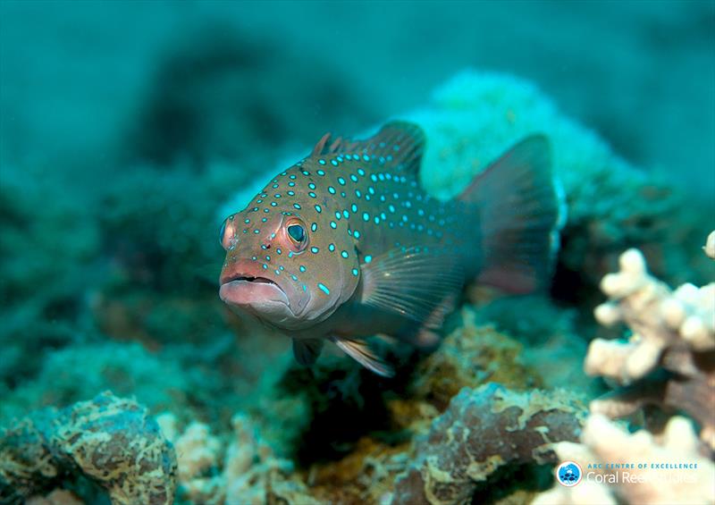 The coral trout (Plectopomus maculatus) photo copyright Phil Woodhead, Wet Image Underwater Photography taken at 