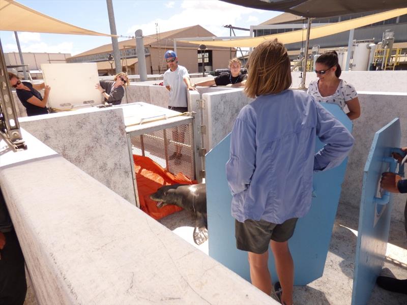 The monk seal response team transfers R333 to a holding pen for evaluation at NOAA's Inouye Regional Center. Fishing line is trailing out of his mouth photo copyright NOAA Fisheries taken at 