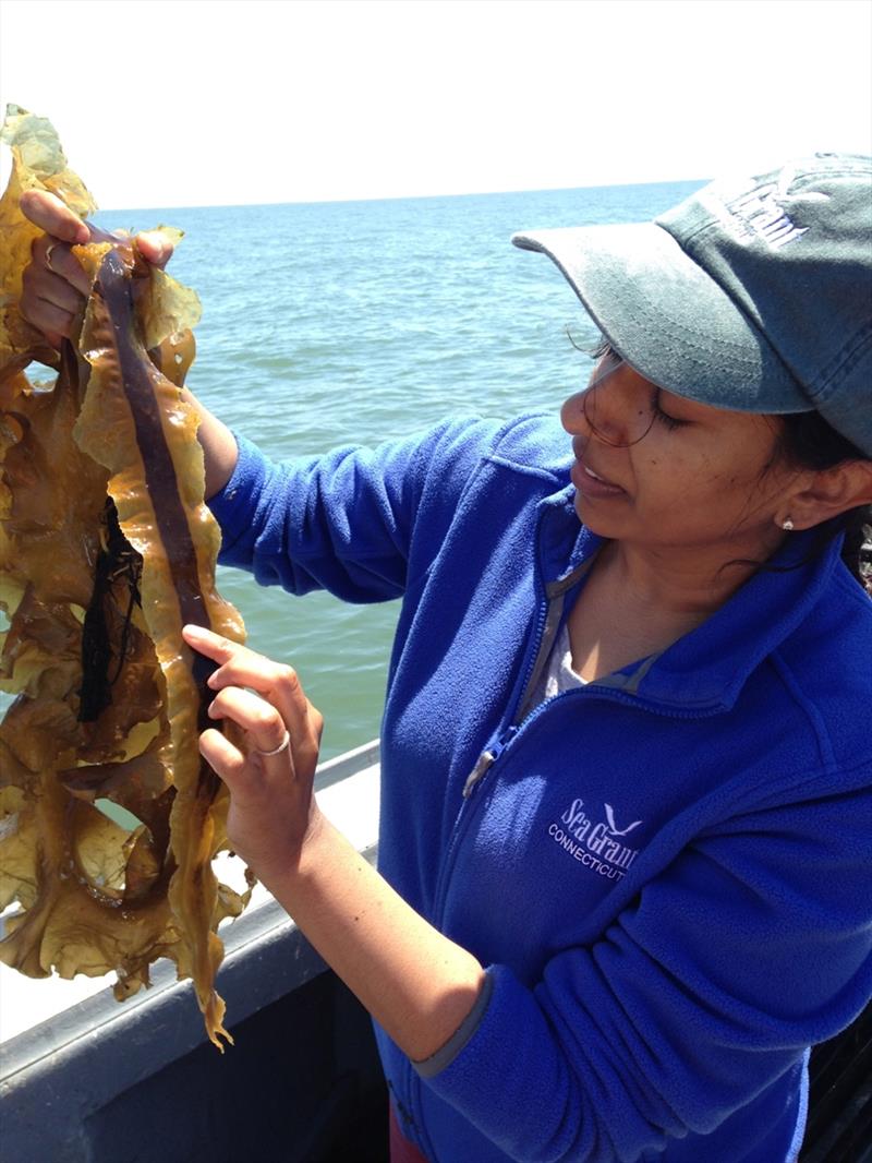 CSGA Specialist Anoushka Concepcion examines a piece of kelp. Anoushka is the principal investigator on a new National Sea Grant Seaweed Hub that will serve as a central clearinghouse for available science-based, non-proprietary, practical resources photo copyright Tessa Getchis taken at 