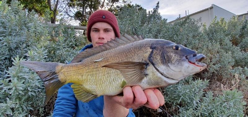 Will with a nice Southern bream - photo © Carl Hyland