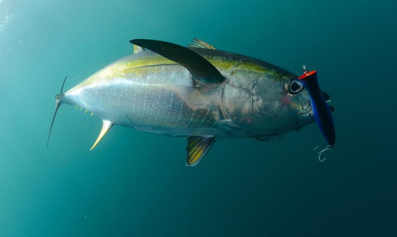 Yellowfin tuna fish in ocean with blue lure in its mouth - photo © Getty Images / iStockphoto
