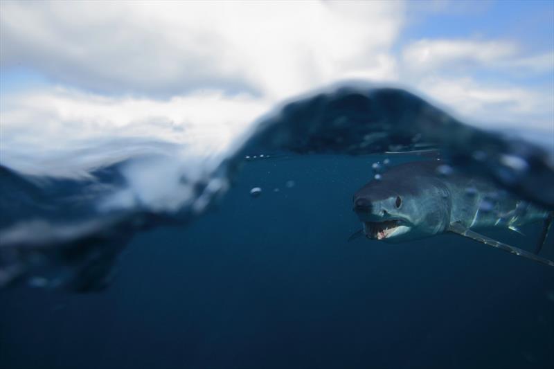 Shortfin Mako - photo © NOAA Fisheries